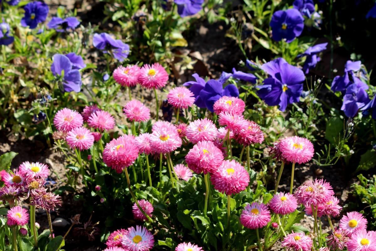 companion planting of pink daisies and dianthus