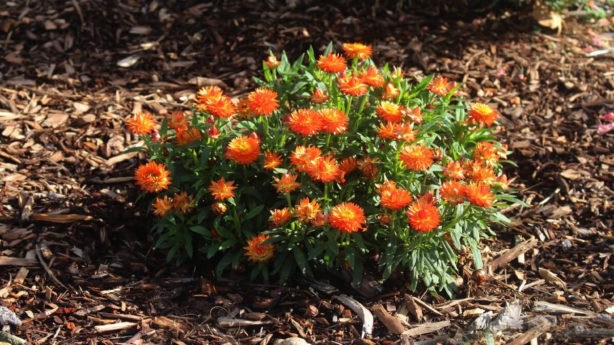 orange daisies in mulch