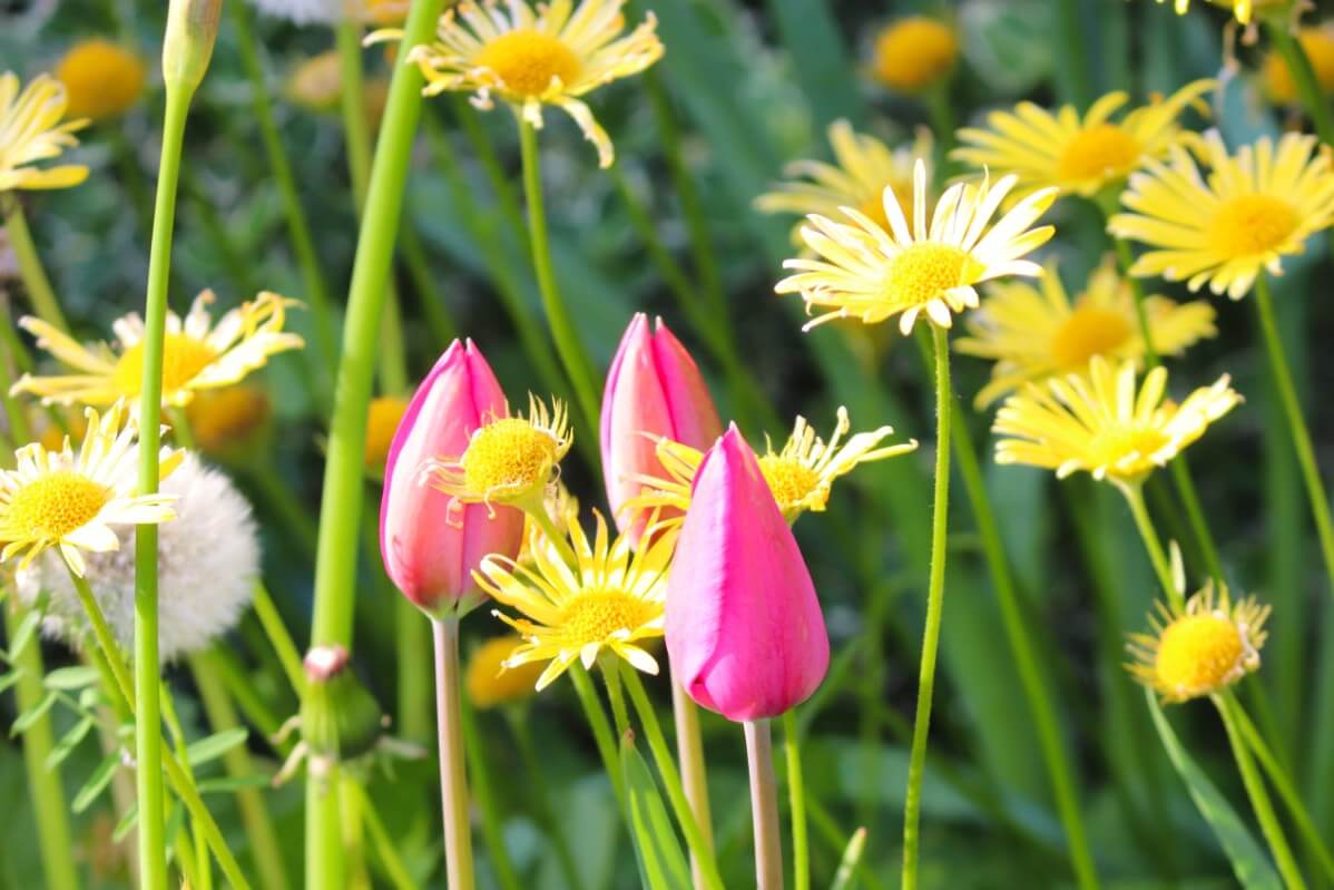 daisies companion planted with spring tulips