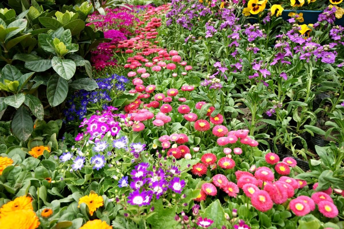 mixed flower bed with variety of colors and flowers