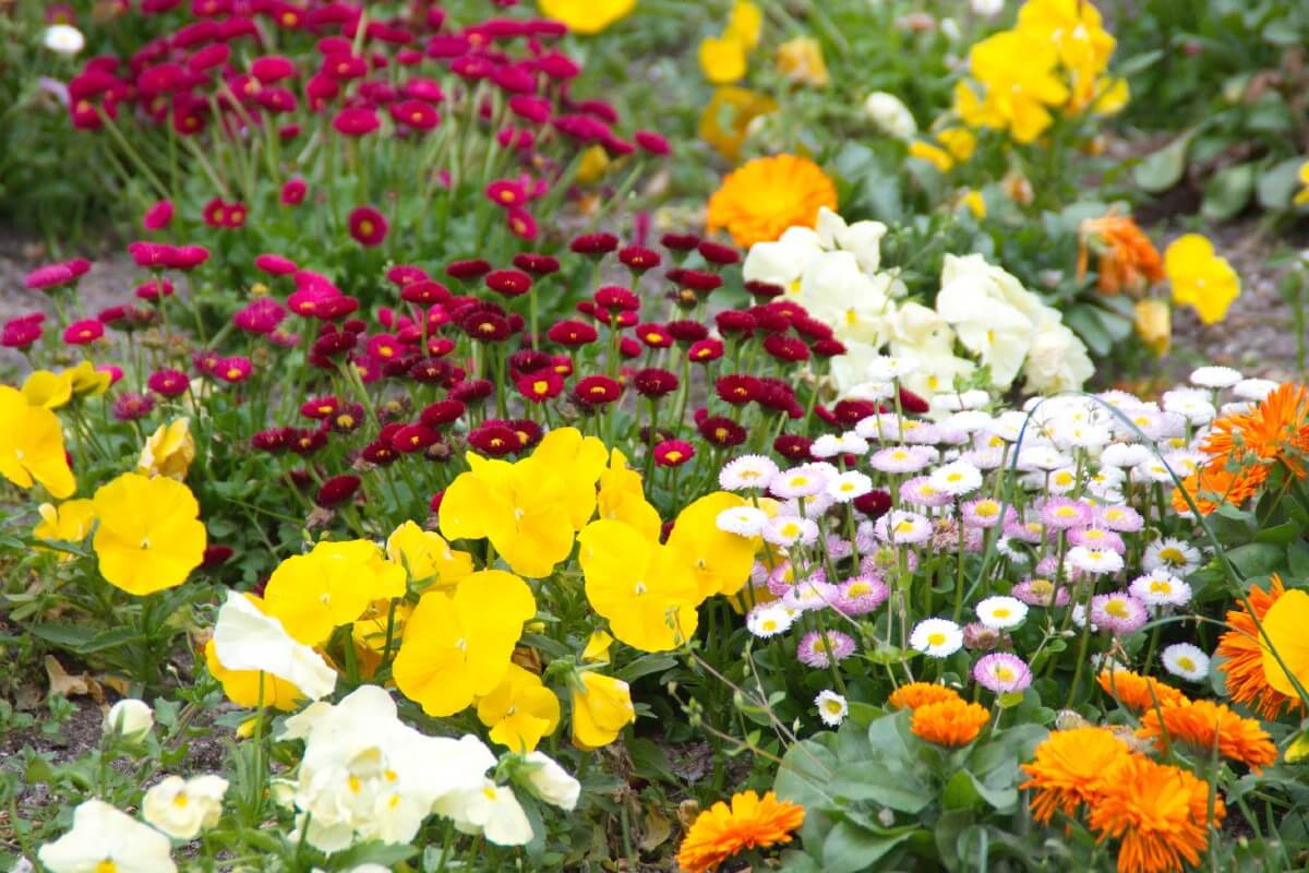 daisy varieties in a mixed planting flower bed 