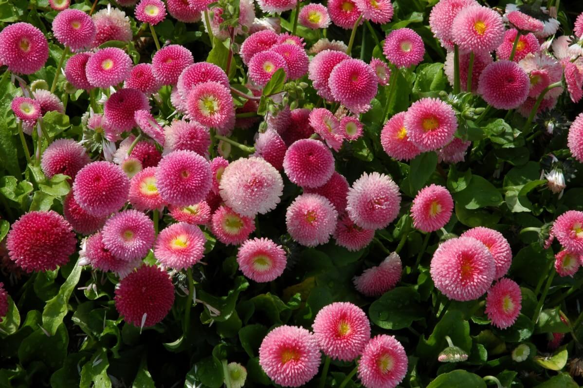 pretty pink and yellow daisies