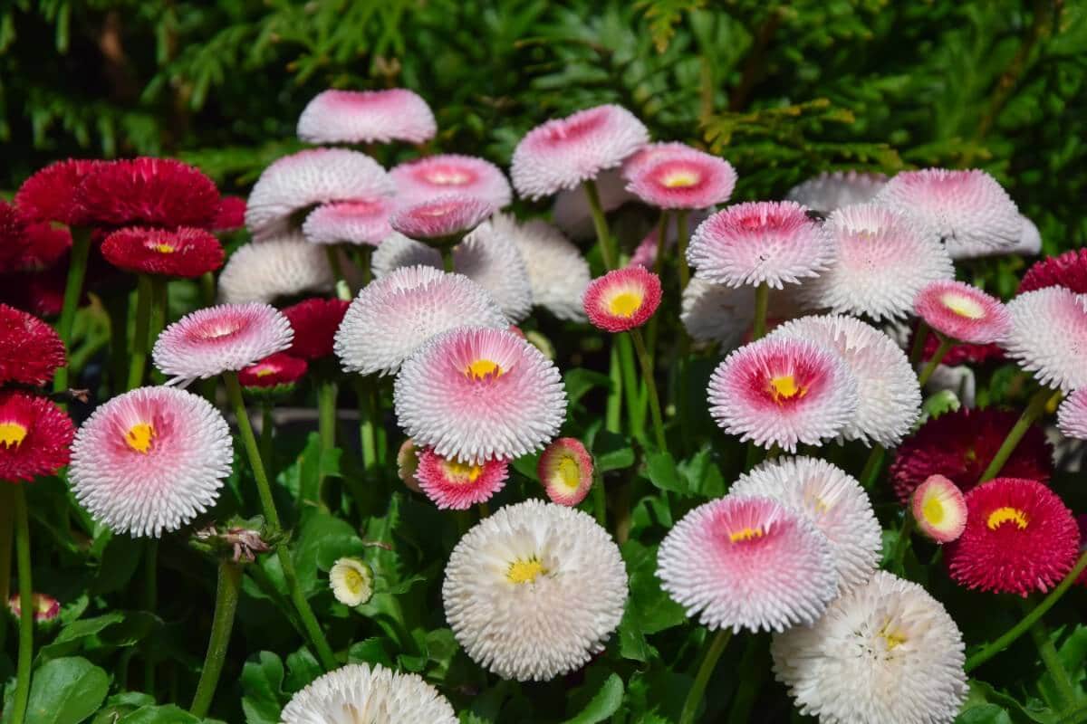 light and dark pink-hued daisies