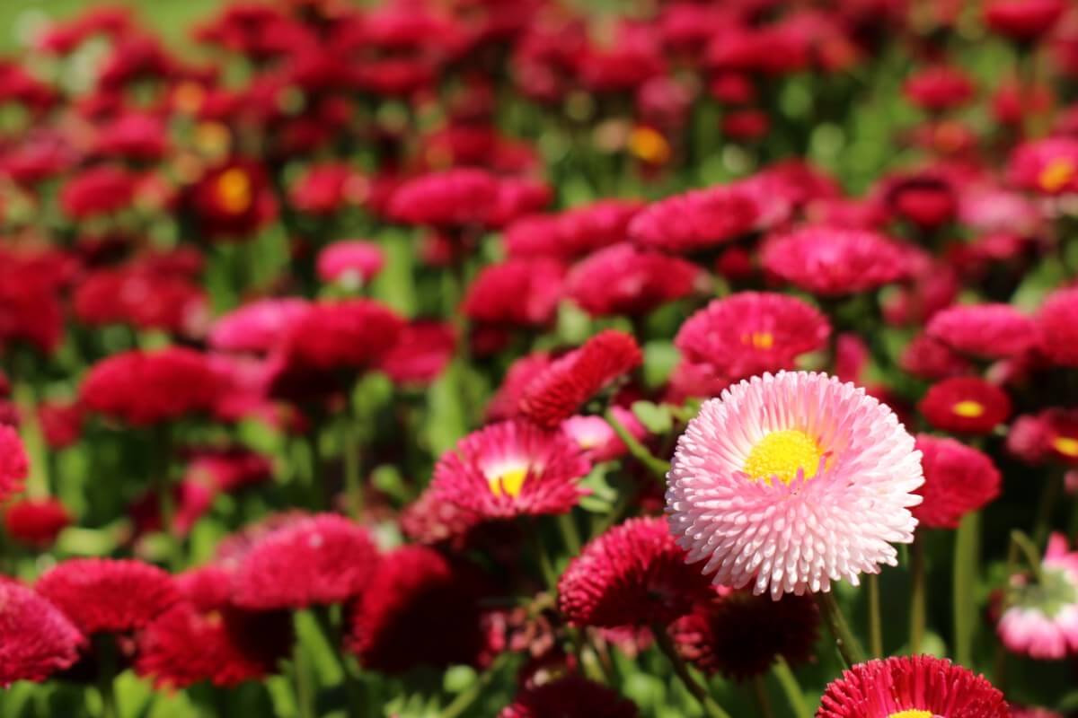 light pink English daisy in cluster of darker pink daisies