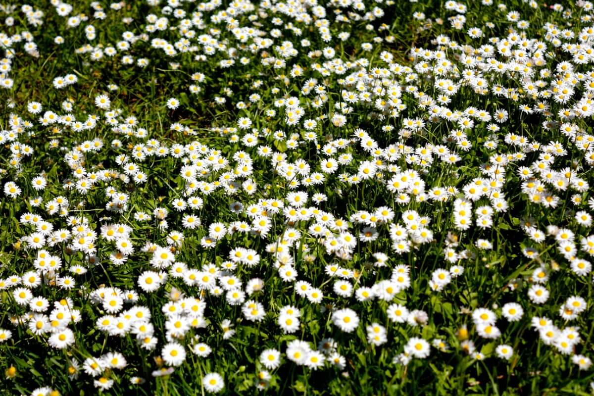 planting of widespread daisies