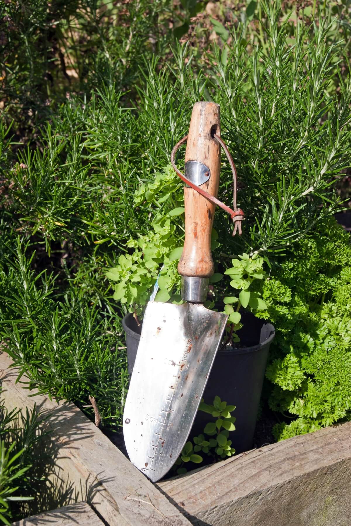 Garden trowel next to potted herb in herb garden