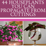 44 Houseplants you can propagate from a cutting
