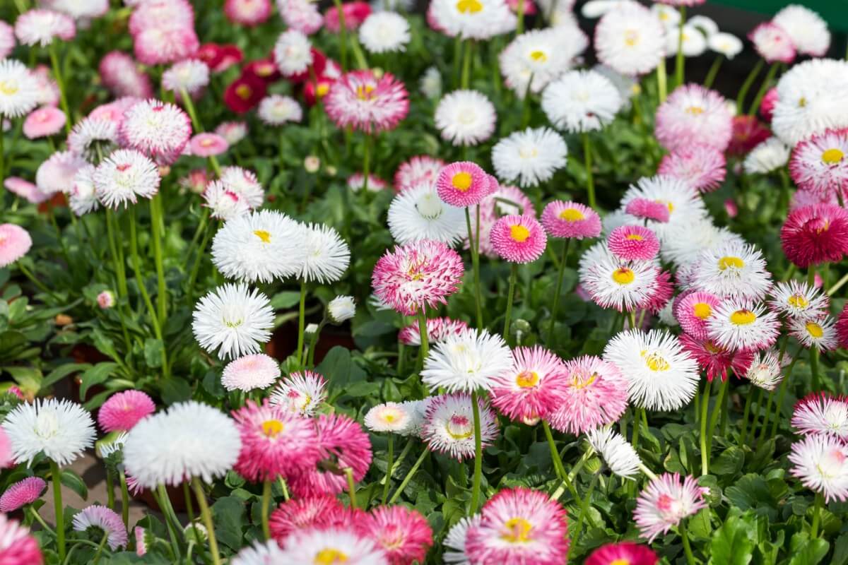 large planting of mixed daisy varieties