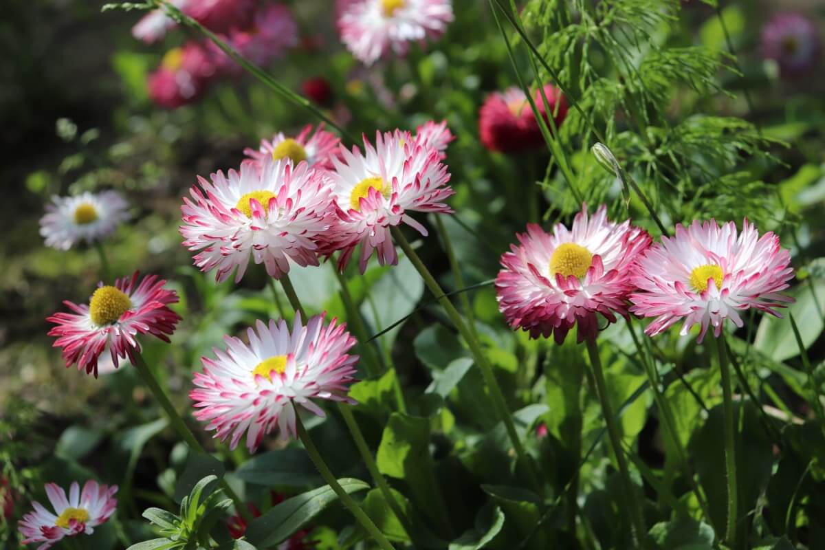 habanera white with red tips daisy flowers