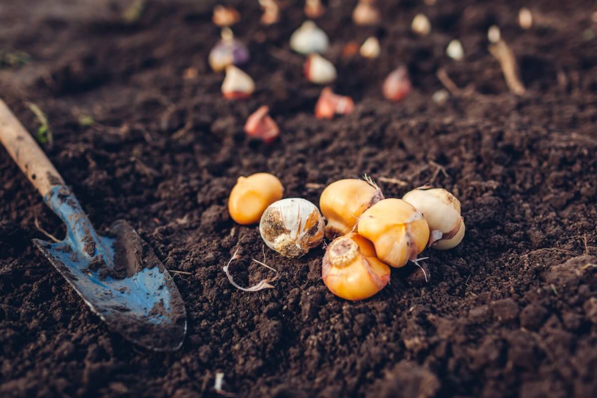 spring flowering bulbs being planted in soil with trowel