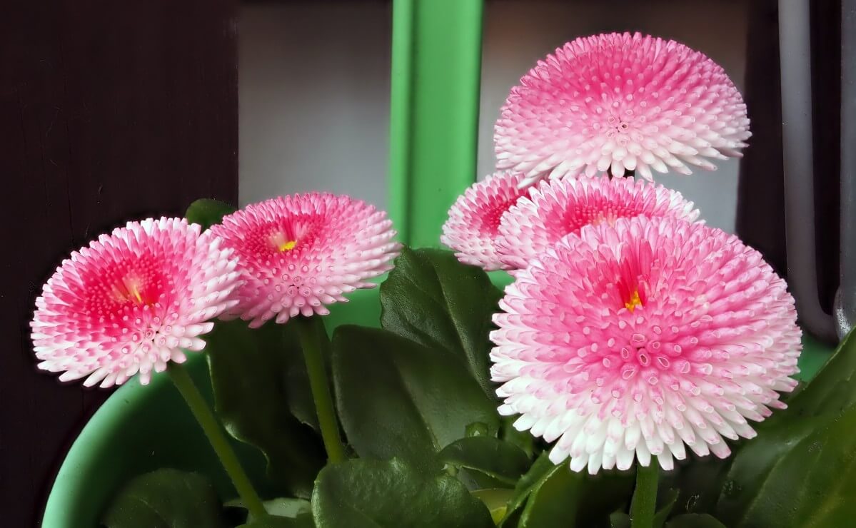 Pomponette daisy with quill-like petals and graduated pink coloring