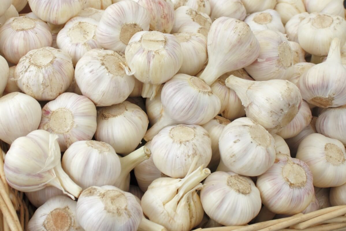 heads of white hardneck garlic in a basket