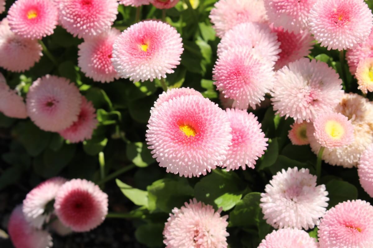 Double Pink daisies with yellow centers, dark pink middles, and light pink outer petals