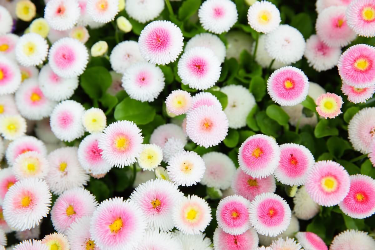 variety of daisies with mixed white and pink petals