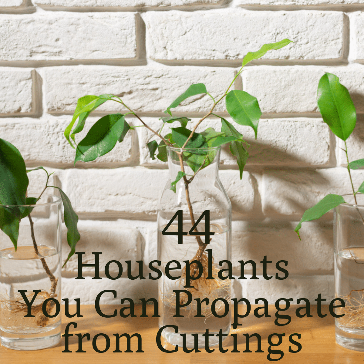 Hoya 7 X Coleus Fresh Cutting House Plants Indoor /Outdoor  Not Tradescantia Hoya 