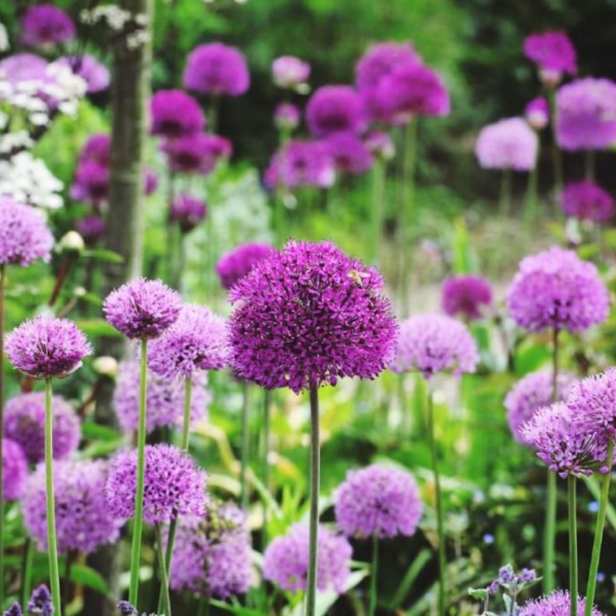 Beautiful blooming pink purple alliums.