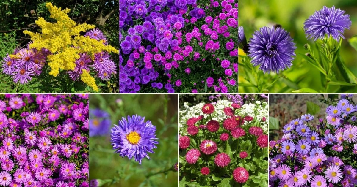 Collage of beautiful blooming asters.