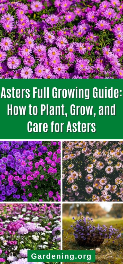 Asters Full Growing Guide: How to Plant, Grow, and Care for Asters pinterest image.