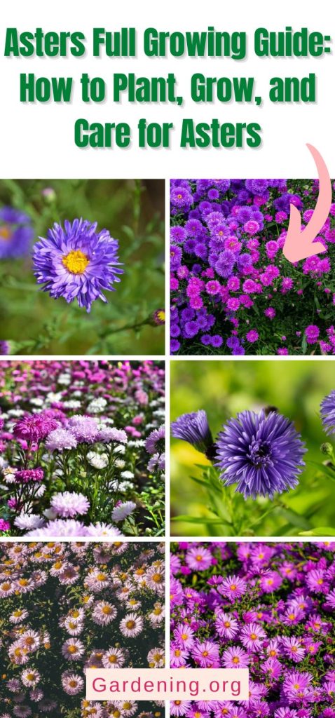 Asters Full Growing Guide: How to Plant, Grow, and Care for Asters pinterest image.