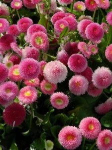 Beautiful white-pink blooming daisies.