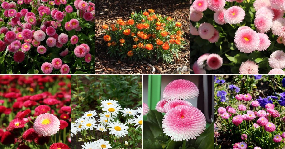 Collage of beautiful blooming daisies.