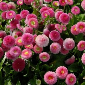 Beautiful white-pink blooming daisies.