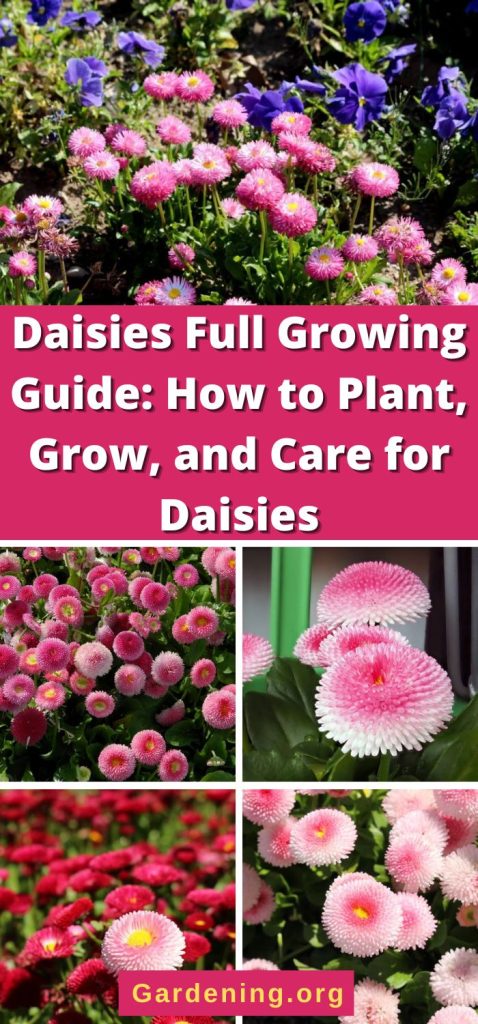 Daisies Full Growing Guide: How to Plant, Grow, and Care for Daisies pinterest image.