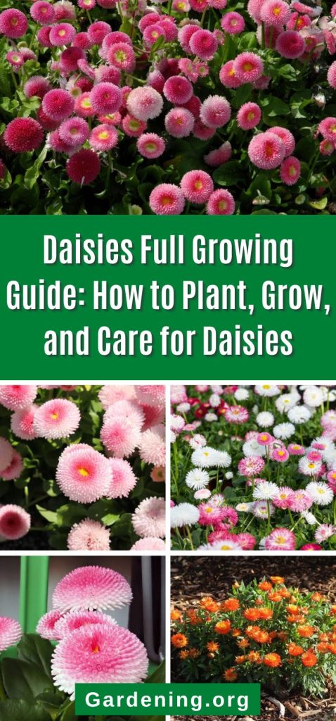 Daisies Full Growing Guide: How to Plant, Grow, and Care for Daisies pinterest image.