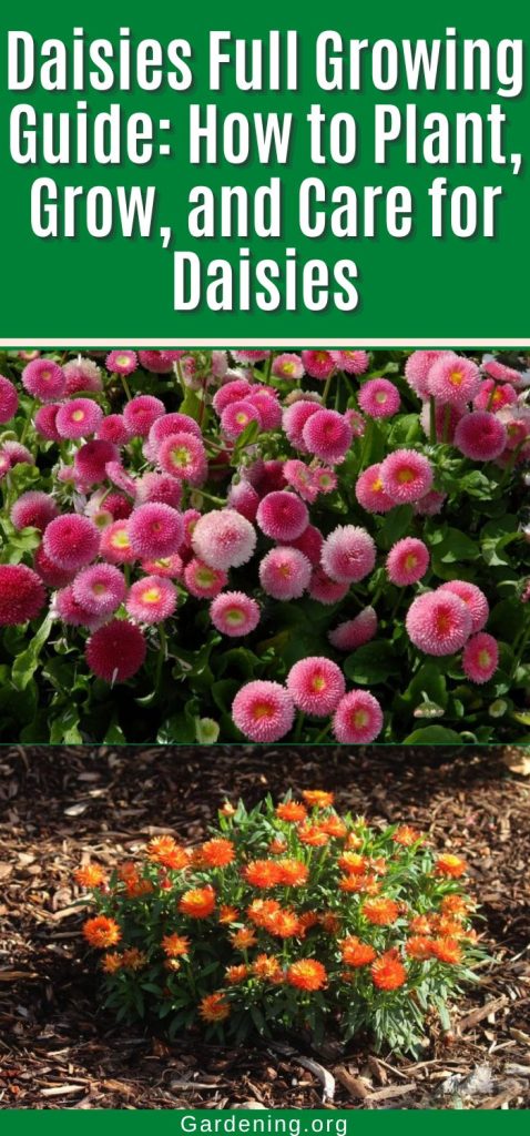 Daisies Full Growing Guide: How to Plant, Grow, and Care for Daisies pinterest image.