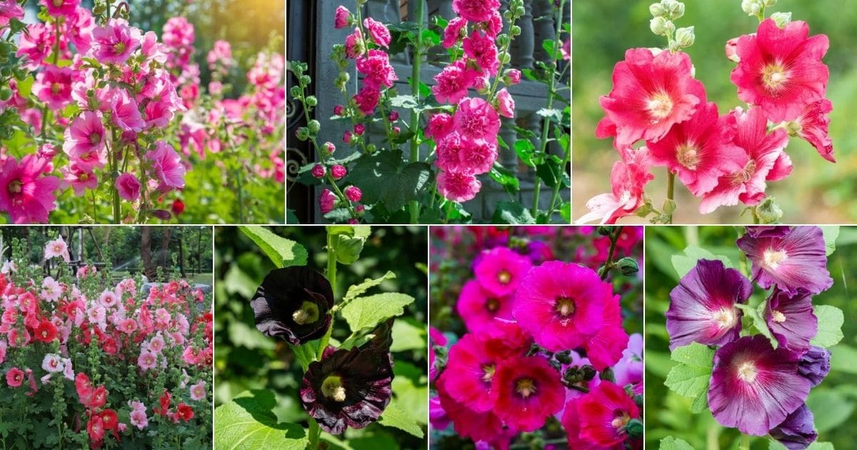 Collage of beautiful blooming hollyhocks.