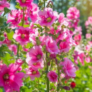 Beautiful blooming pink hollyhocks on sunny day.