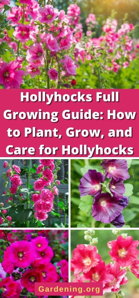 Hollyhocks Full Growing Guide: How to Plant, Grow, and Care for Hollyhocks pinterest image..