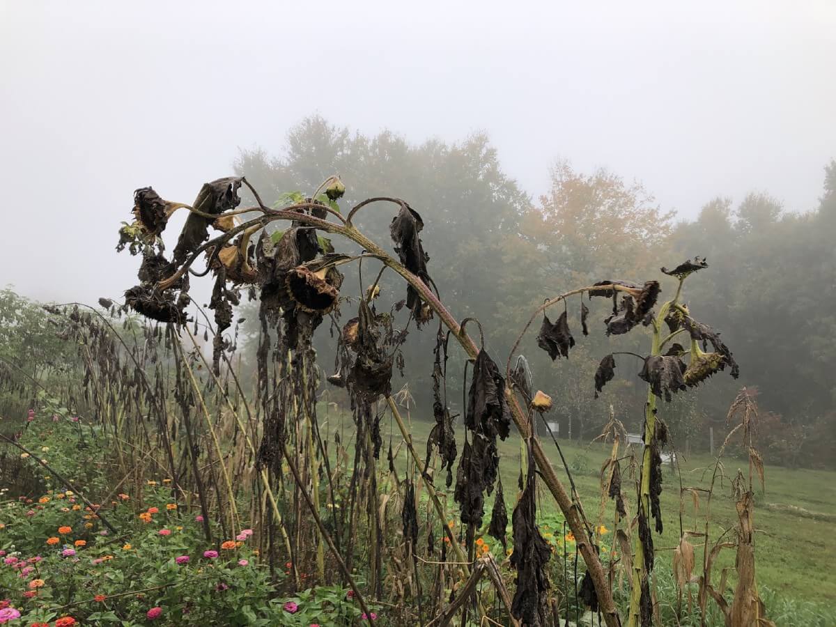 dried heads of sunflowers overhanging wildflower garden