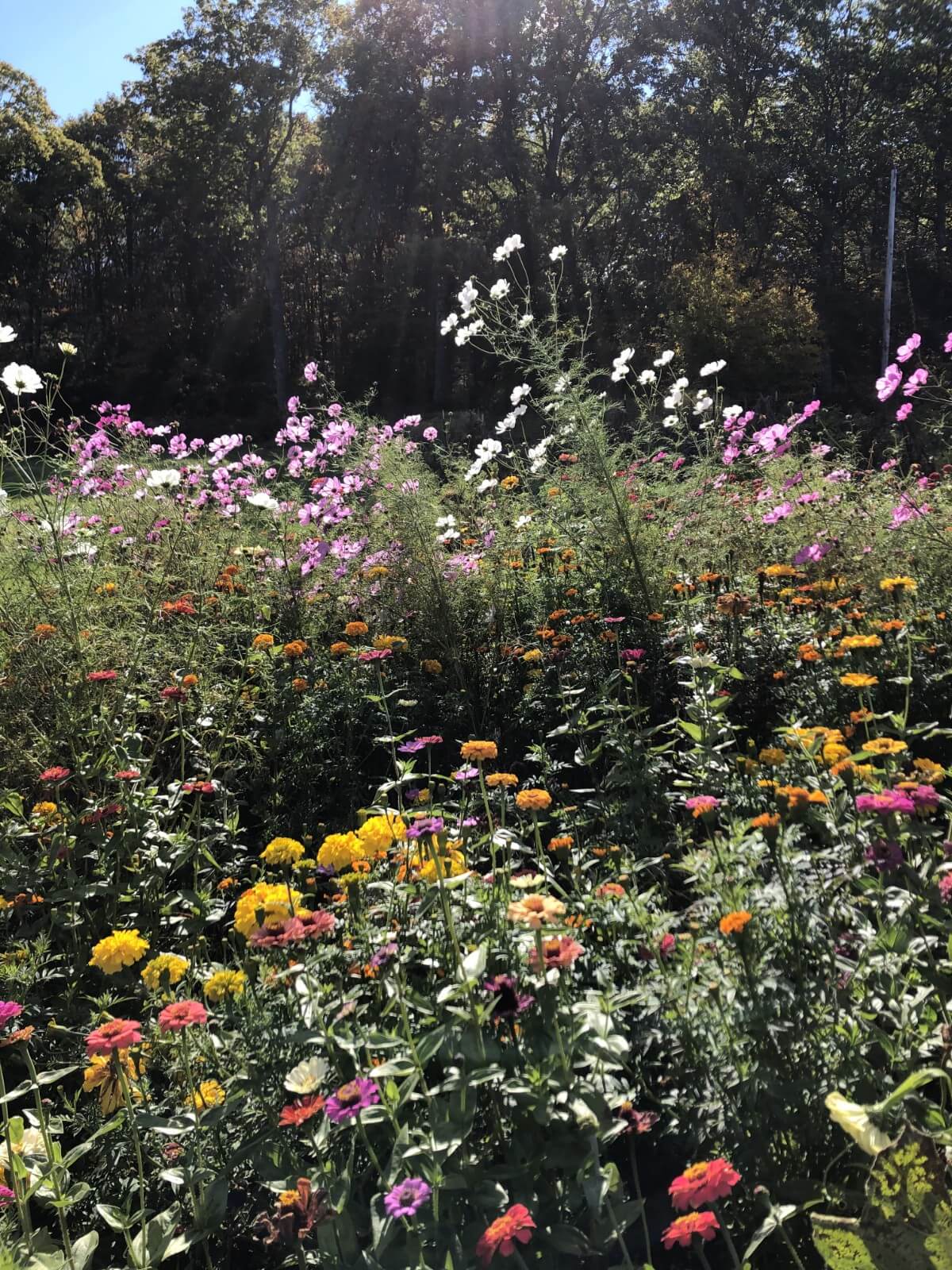 a mix of wildflowers growing in a wildflower garden