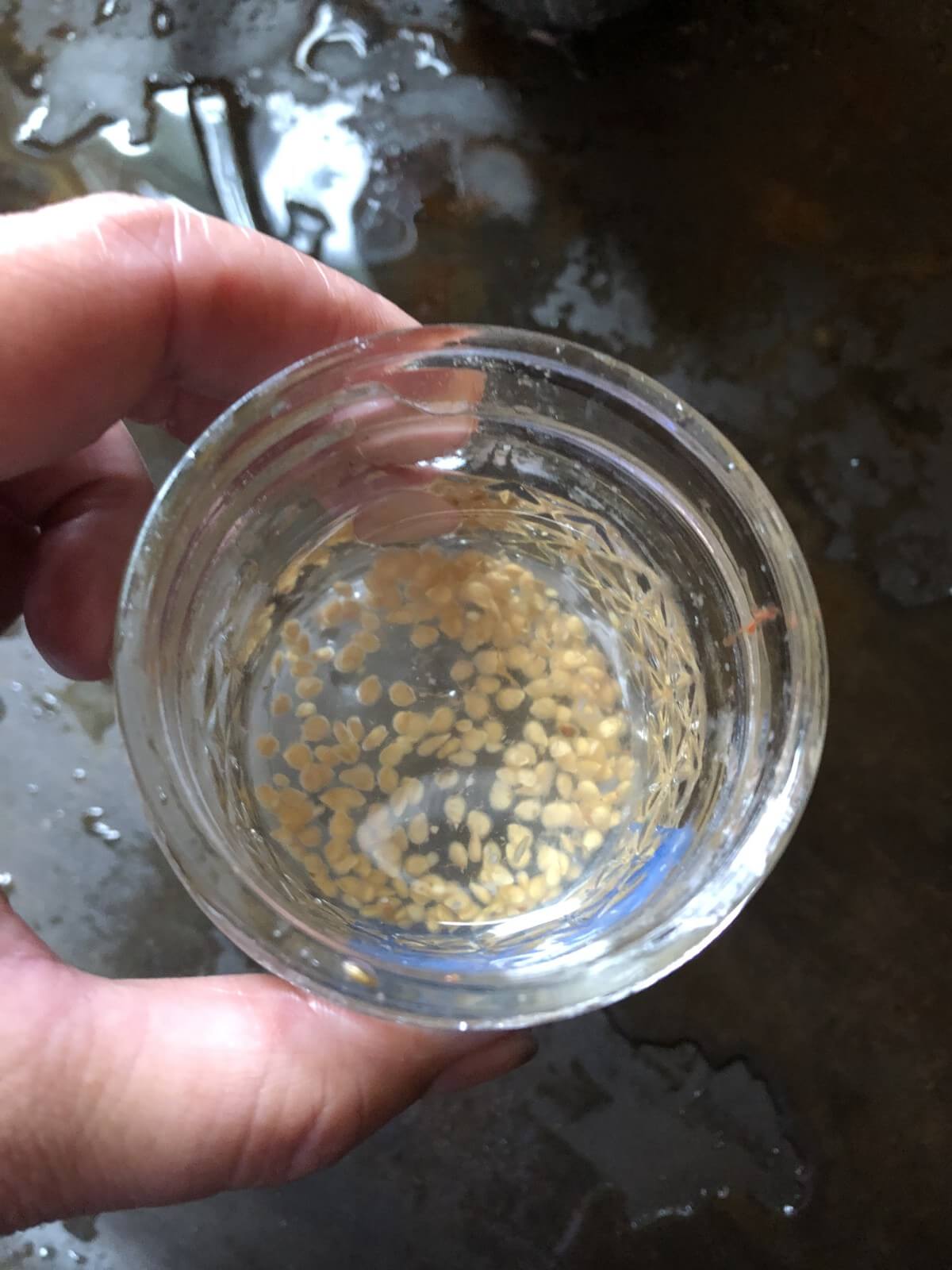 seeds in water after being separated and cleaned