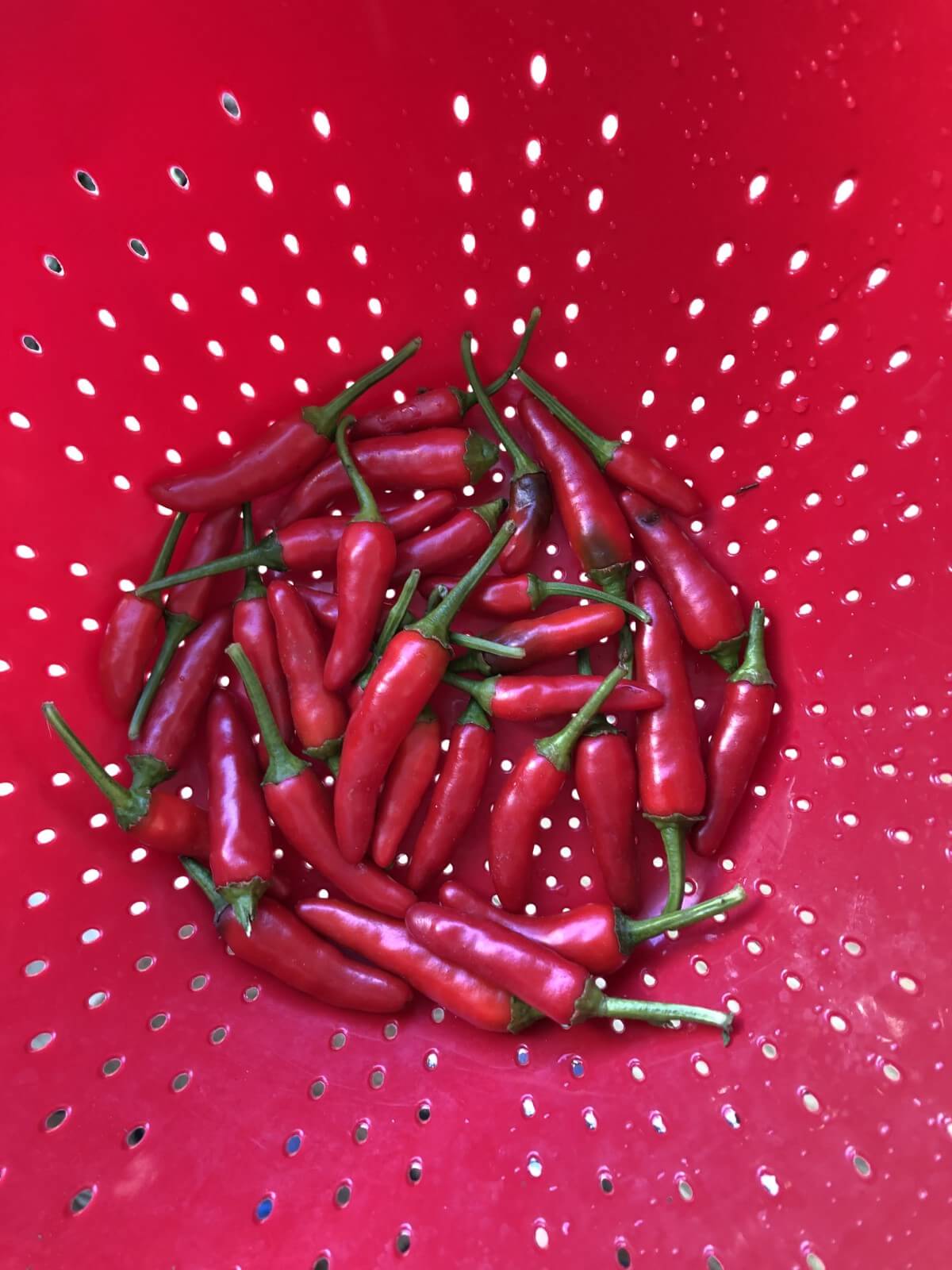 red chili peppers in a red colander with light shining through