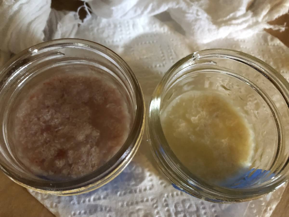 two types of tomato seeds fermenting in preparation for saving seeds