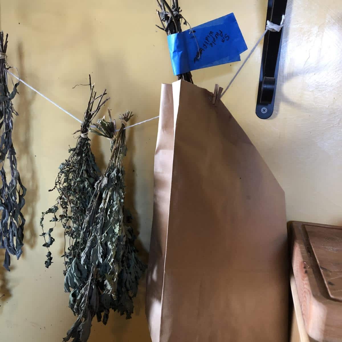dried bundle of herb flowers bagged to catch the falling seed