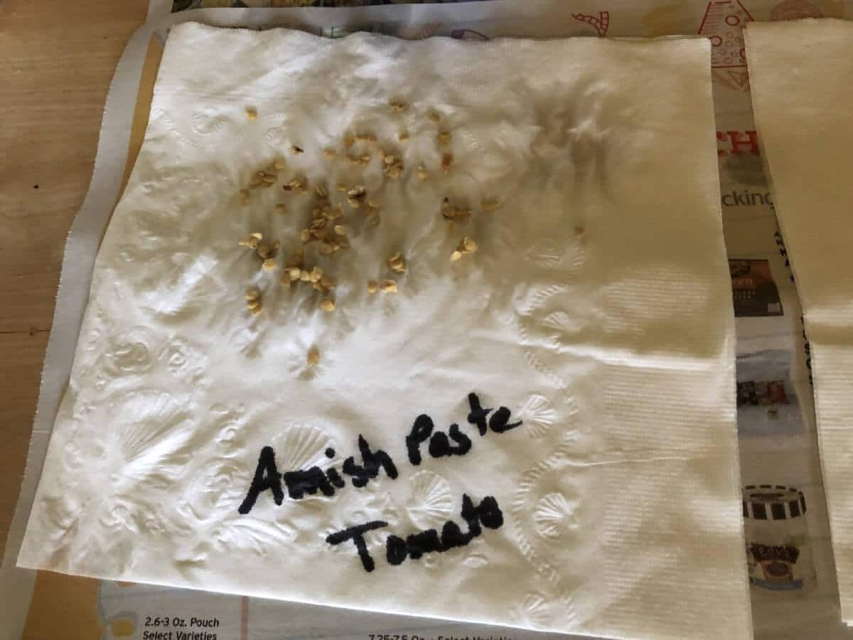 tomato seeds spread on a paper napkin for final drying