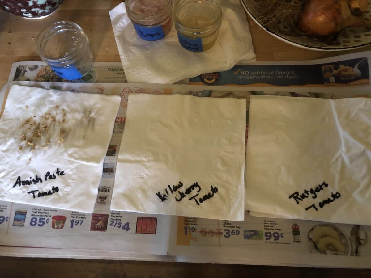 paper towels labelled for each type of seed being saved