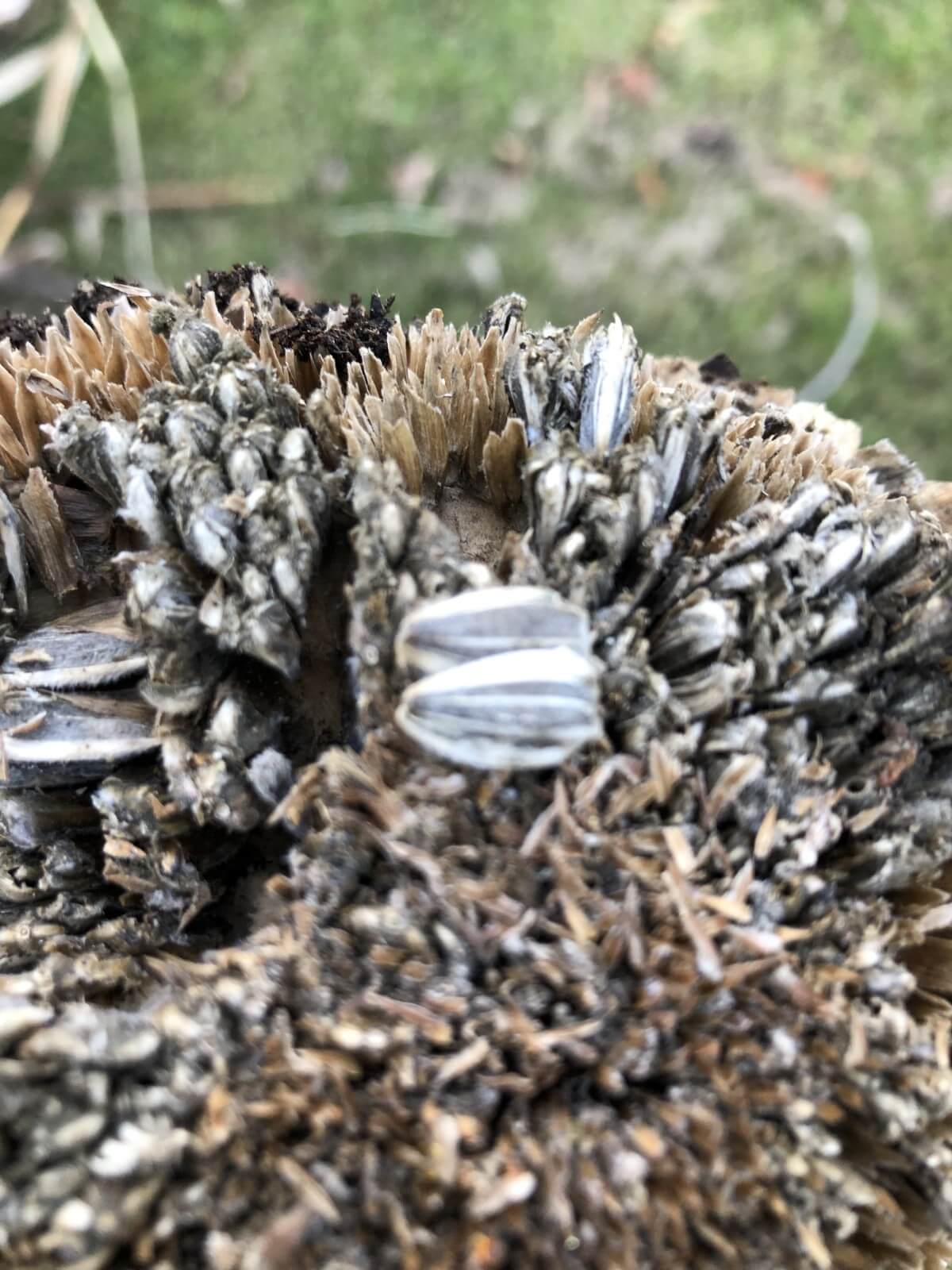 sunflower seeds on dried sunflower head