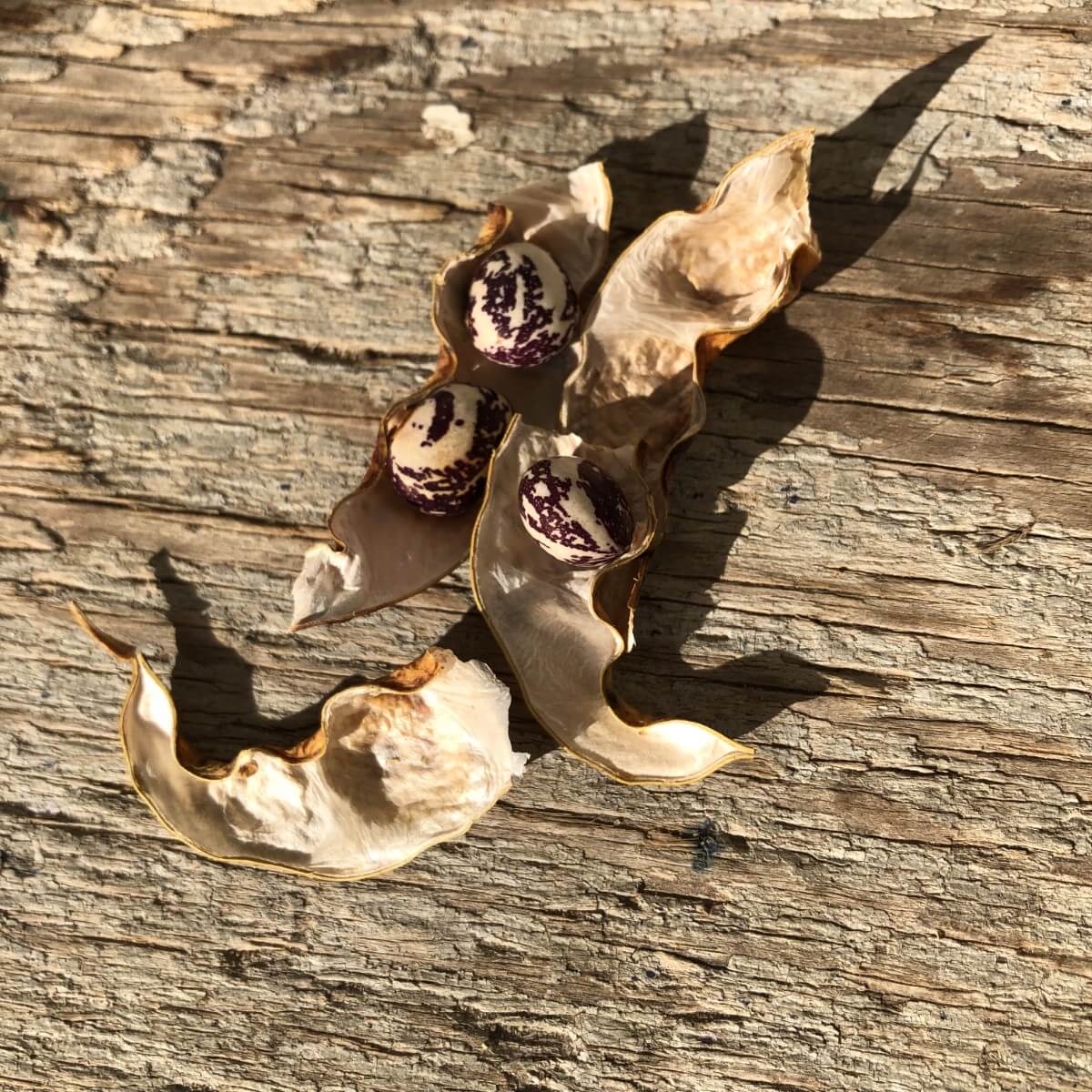 dried bean pod with bean seeds inside