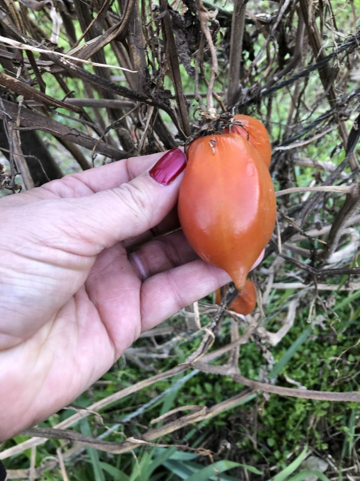 ripe tomato left on tomato vine after frost