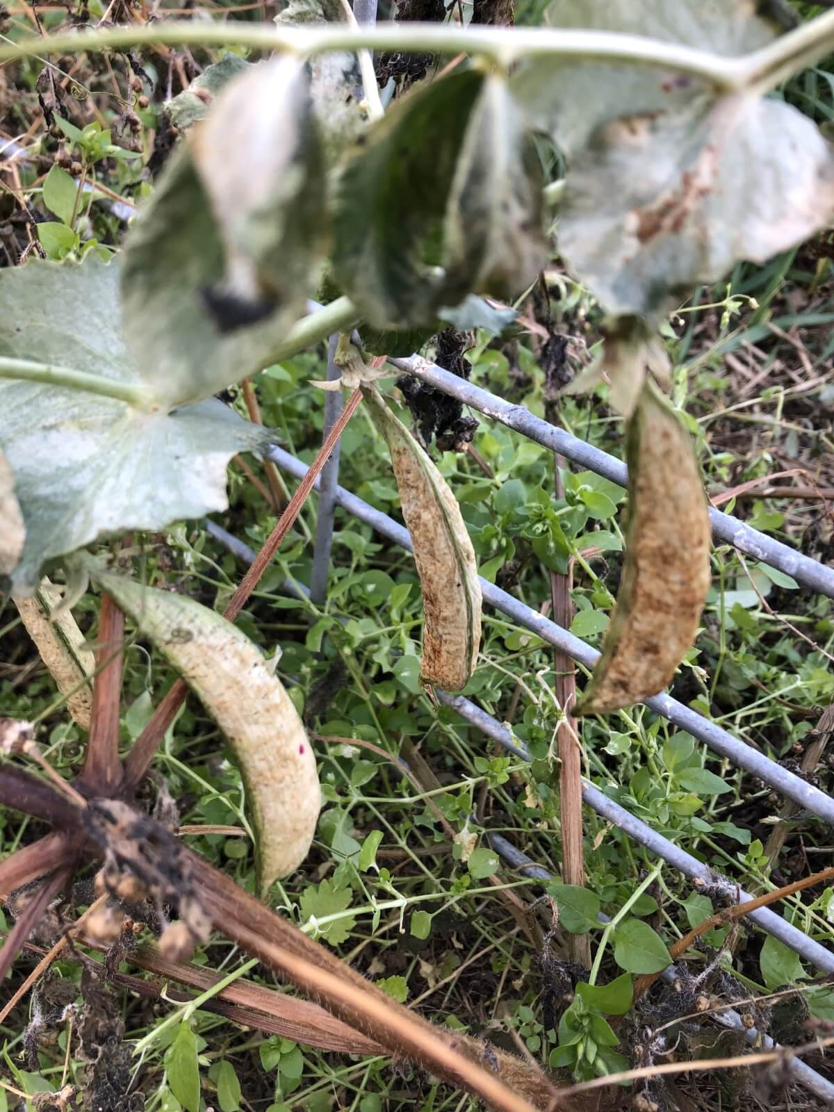 over-matured dried pods on pea plant