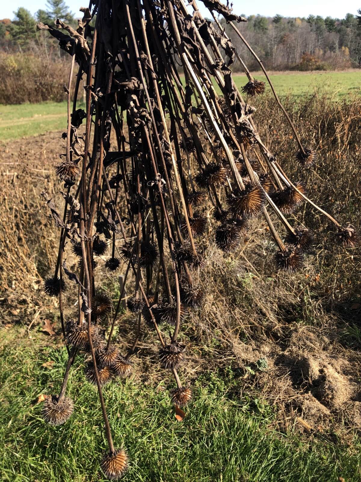 bundle of echinacea seed heads