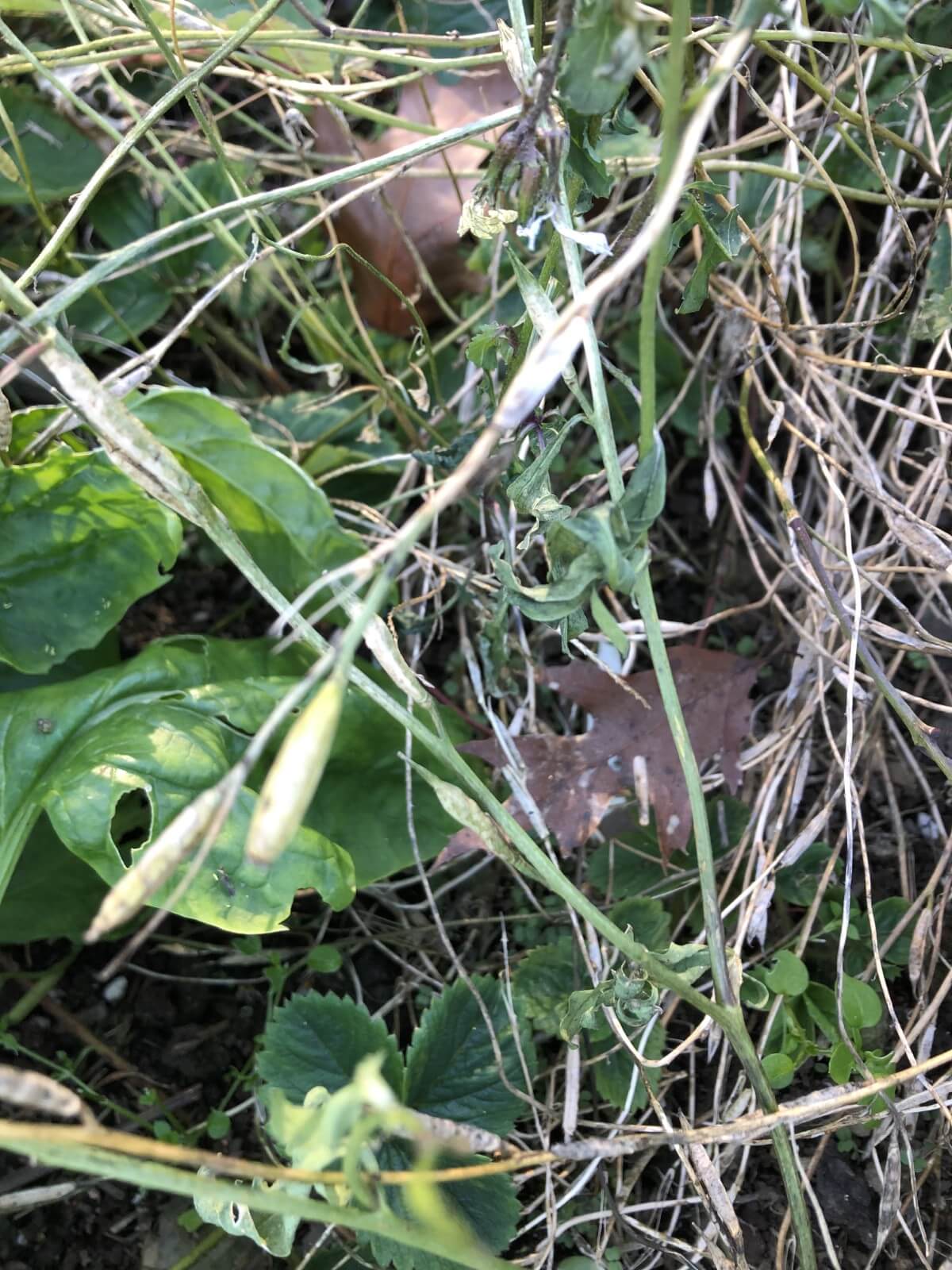 seed pods on an arugula plant