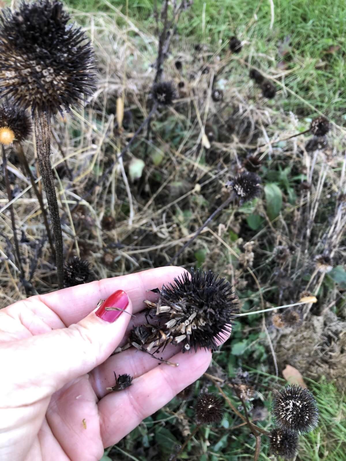 rubbing seed off dried head of echinacea