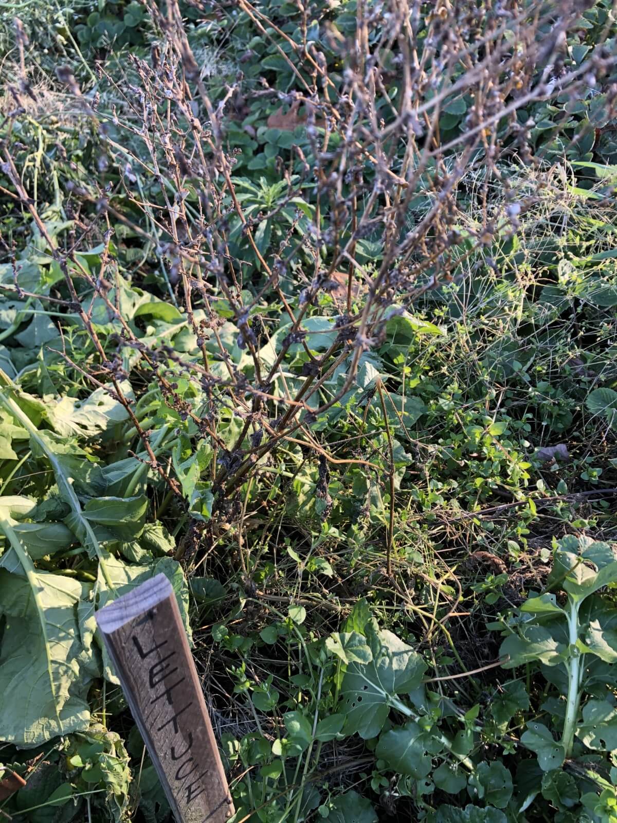 dried lettuce gone to seed next to lettuce garden marker