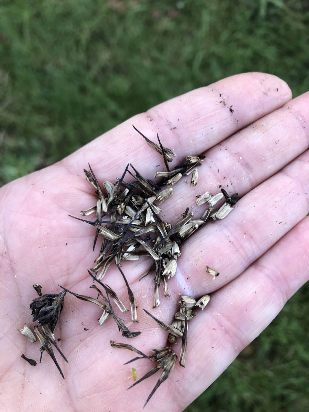 Dried flower seeds from coneflower held in a hand