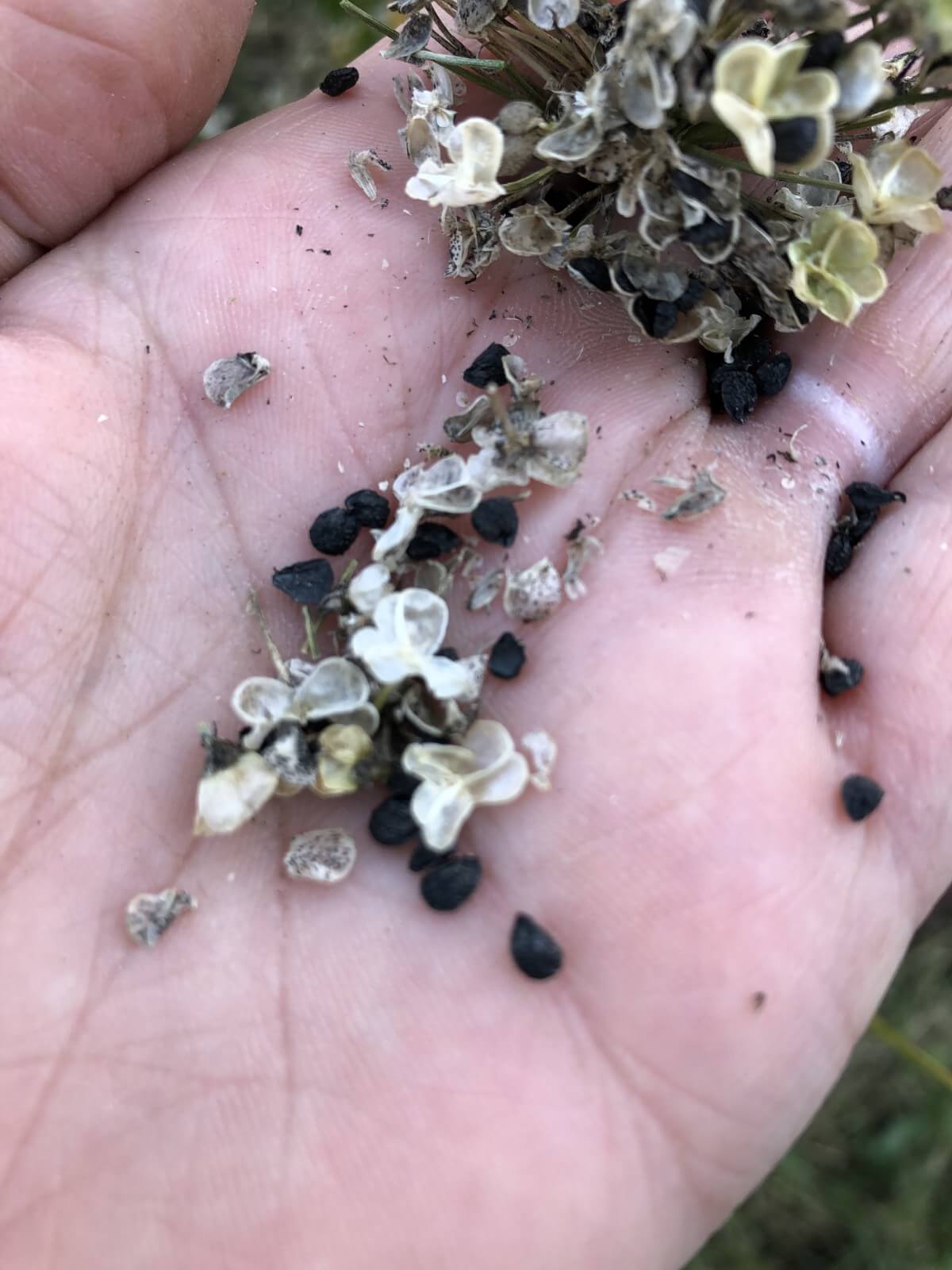 seeds of chives from dried heads held in a hand